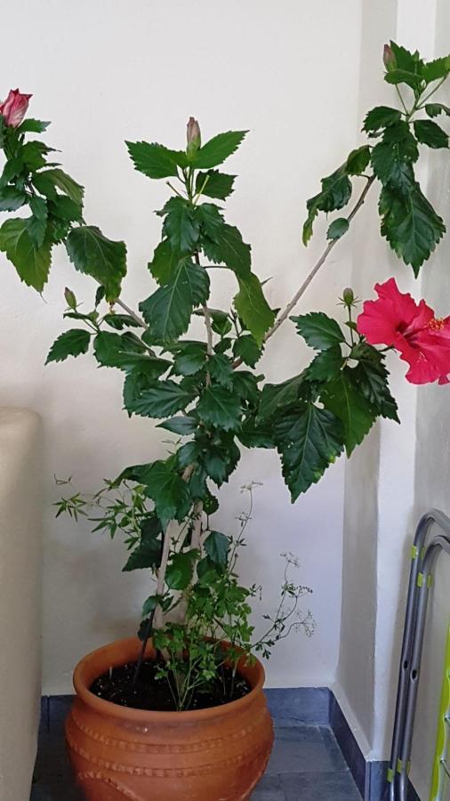 Fyllou Apartment Asprovalta Dış mekan fotoğraf
